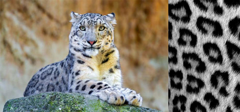 snow-leopard